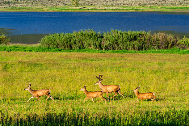 Mule Deer Buck with Herd Running Across Meadow - Scenic meadow with lake in background and deer fleeing danger and running across field in golden hour warm sunlight. Four animals total.