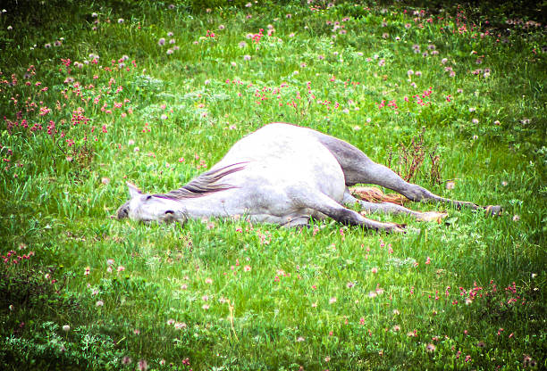 Asil Arabian mare (Asil means - this arabian horses are of pure egyptian descent). Isolated on white. She is tired and sleeping in the sun with ears back. 