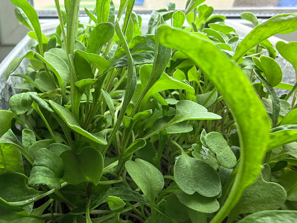 istock Vibrant assortment of microgreens thriving indoors under bright sunlight 2222626820