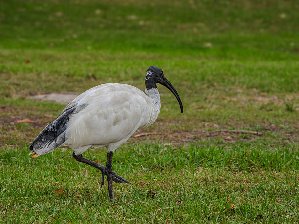 Australian White Ibis Strutting Across Grass