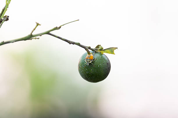 Nymph of a Harlequin bug with yellow and black spots sits a top a vibrant green lime still growing on a tree branch in a natural outdoor setting. Citrus Stink Bug (Genus Rhynchocoris)
