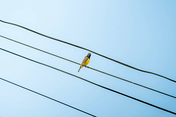 istock Olive-backed Sunbird perched on a wire cable to grooming against a clear blue sky 2222628430
