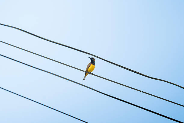 istock Olive-backed Sunbird perched on a wire cable against a clear blue sky 2222628440
