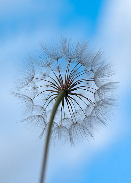 istock Dandelion Seed Head Against Blue Sky 2222628477