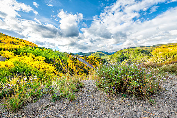 Purple blue fall aster daisy shrub flowers in Gilman, Eagle county Colorado abandoned mining town fall foliage of aspen trees landscape mountains view