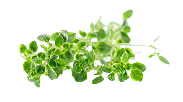 istock Fresh thyme sprig isolated on white background. Lemon thyme or Thymus citriodorus. Medicinal and culinary herb. Clipping path. 2222631227