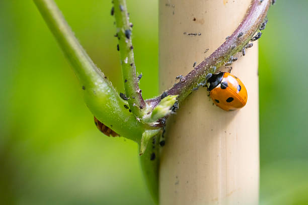 Ladybug on a leaf