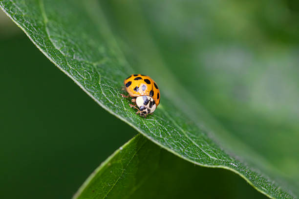 Ladybird on a runner bean plant