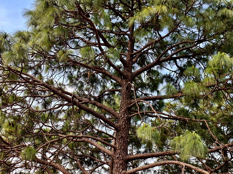 Chirpine Pinus Roxburghii Chir Pine Longleaf Indian Pine Pinus Longifolia ...
