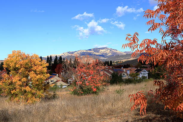 Ornamental trees show fall foliage amidst other evergreen trees in Northern California