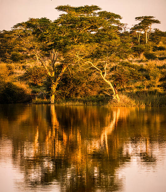 A pair of trees bathed in golden light reflect perfectly in the still water of a serene African landscape. Captured during the magical hour, this peaceful scene evokes a sense of calm and harmony in nature.