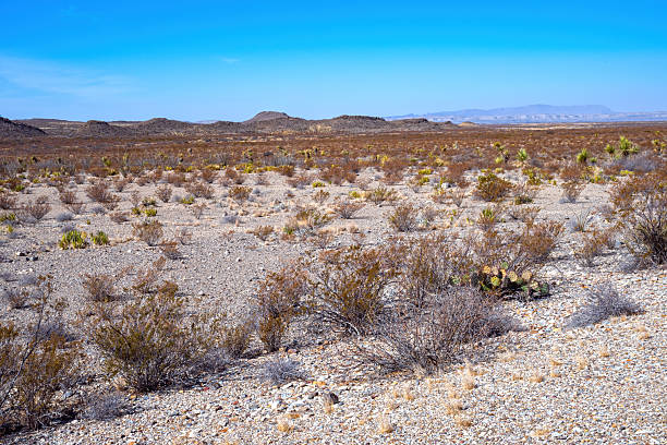 Mountain and desert grass field view at Big Bend National Park Texas. Photo taken on a clear blue sky day