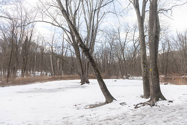 This is a photograph of a snow covered landscape in Ramapo Reserve on a winter day in Mahwah, New Jersey.