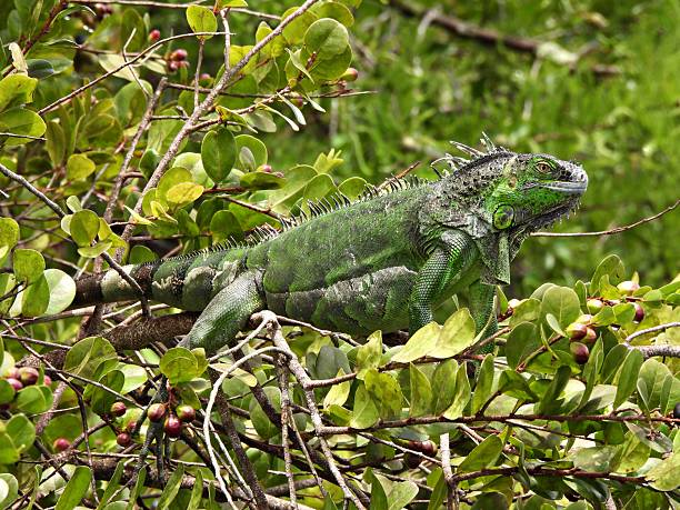 istock Green Iguana (Iguana iguana) -  resting in a Cocoplum tree 2222640279