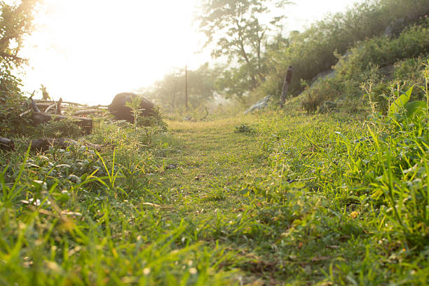 Grassy woodland trail with sunlight and dense greenery