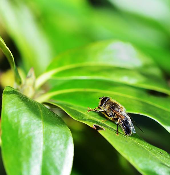 istock Feeding Dronefly on a green leaf in the sunshine 2222641605