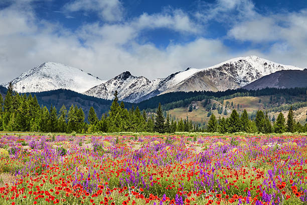 istock Blossoming field with wildflowers 2222642223