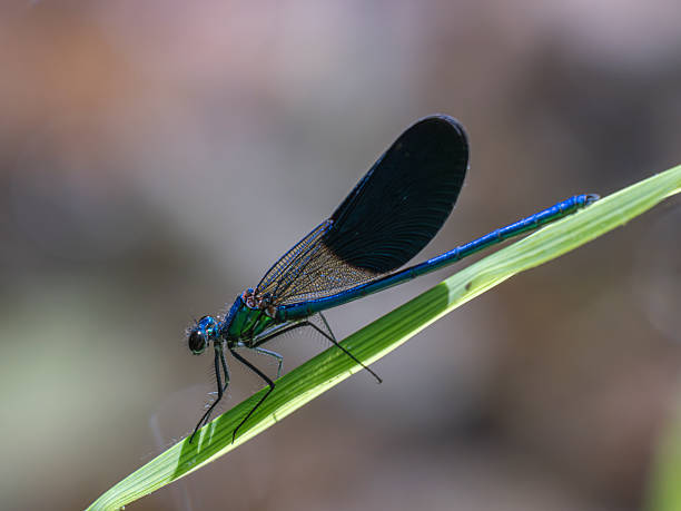 istock blue dragonfly in the forest 2222642227