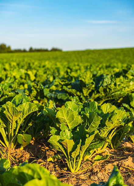 istock Sugar beets growing in a field during sunset in summer 2222643389