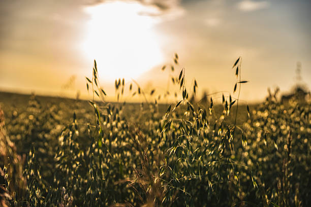 Close-up on oat seeds growing in a field against a sunset background