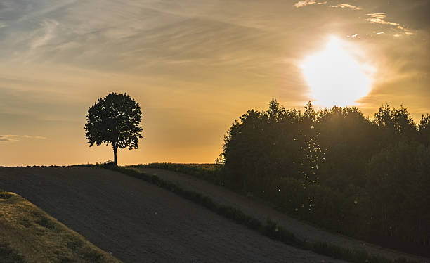 istock Rural landscape with fields and a single tree against a sunset background 2222643468
