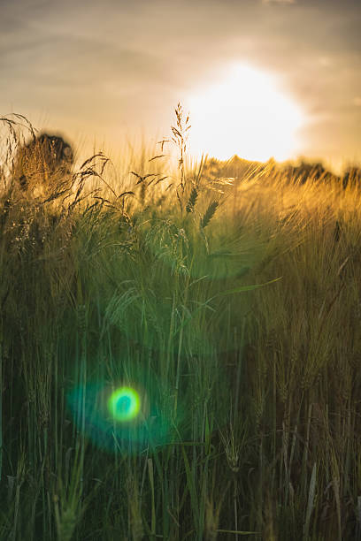 istock Close-up of rye ears against a summer sunset background 2222644111