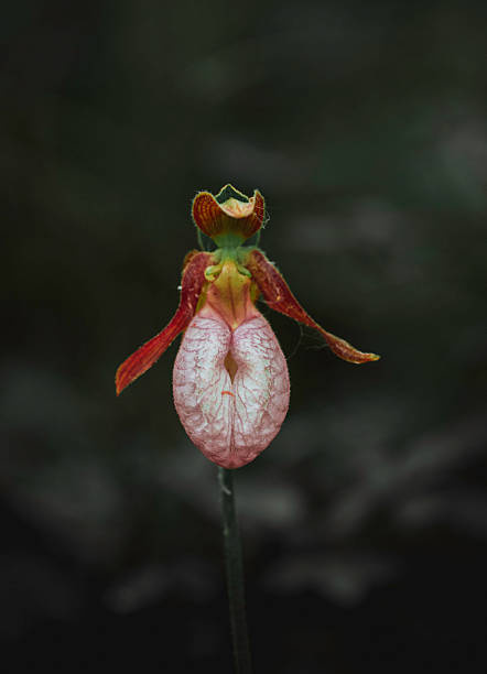 Close-up macro photograph of a Lady’s Slipper Orchid flower in bloom. The image shows the distinctive pink pouch-like shape of this wild orchid in its natural environment, ideal for botanical, nature, or floral themes.