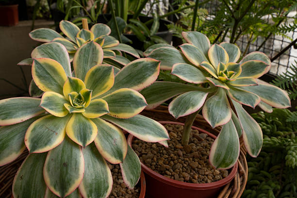 istock Closeup view of three Aeonium sunburst growing in pots 2222647750