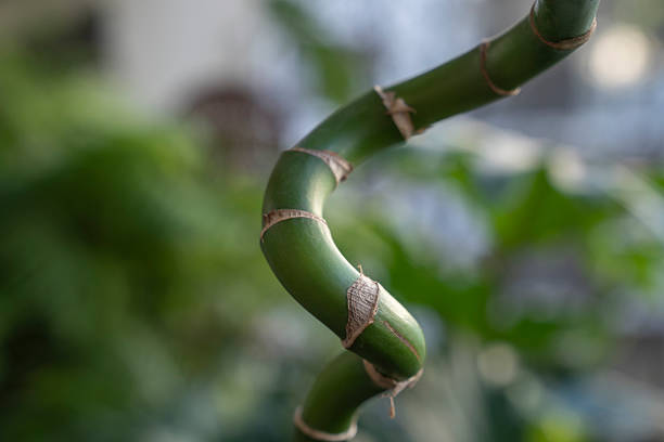 Water bamboo. Closeup view of segmented and curly green stem of a Dracaena sanderiana, also known as Lucky Bamboo.
