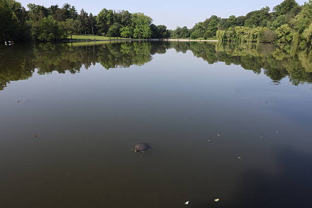 A serene and peaceful scene of a turtle gracefully swimming in clear water, reflecting beautiful lights on the surface