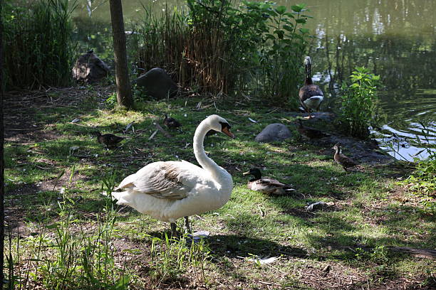 istock Swan - Kissena Park 2222651817