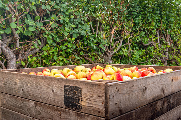 istock Large wooden crate with freshly picked apples 2222653231