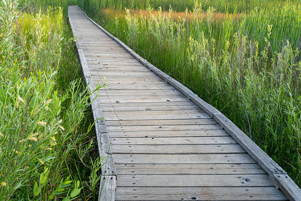 istock nature trail - wooden boardwalk path through wetlands in a fall scenery - a journey metaphor 2222653924