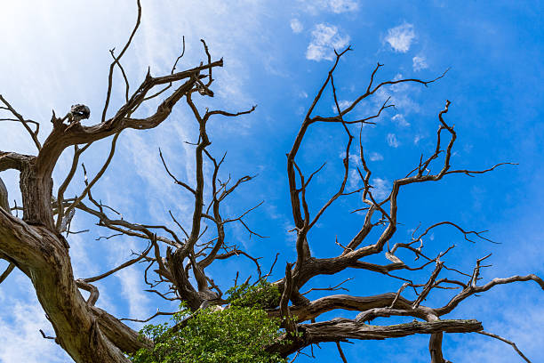Low angle view of looking up at the camphor tree.