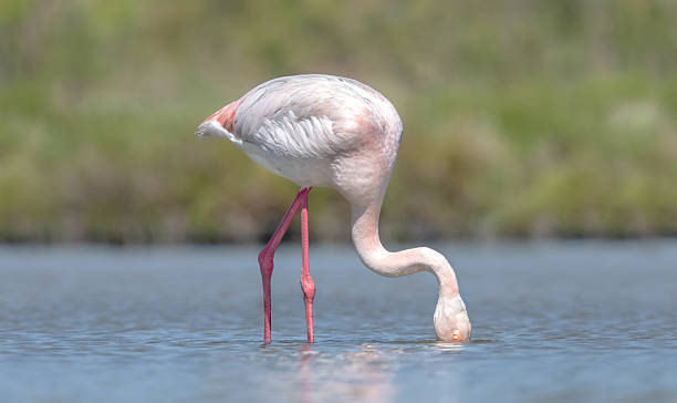 A Greater Flamingo Eating (Phoenicopterus Roseus)