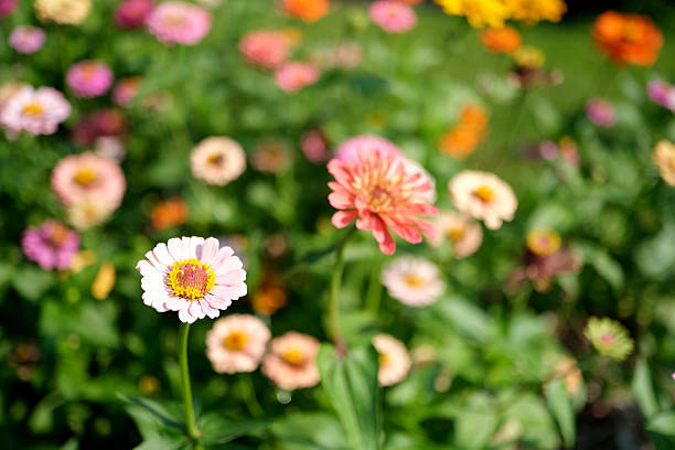 Beautiful  Zinnias flowers