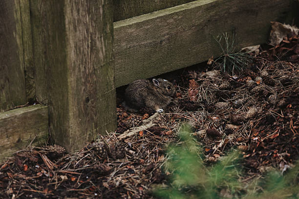 A baby cottontail rabbit in a garden, who has just left its' nest. Shot with a 5D Mark IV.