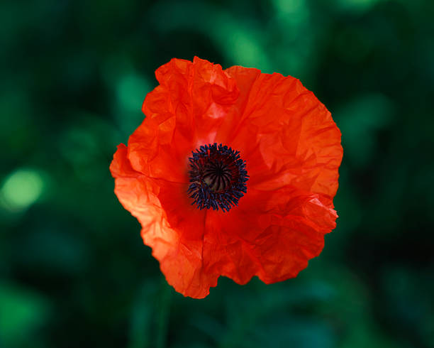 A beautiful poppy in bloom. Shallow depth of field. Shot with a Canon 5D Mark IV.