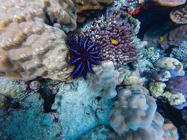 A vibrant purple starfish is nestled among various corals on a stunning reef. The underwater scene features clear blue waters and intricate marine life details.