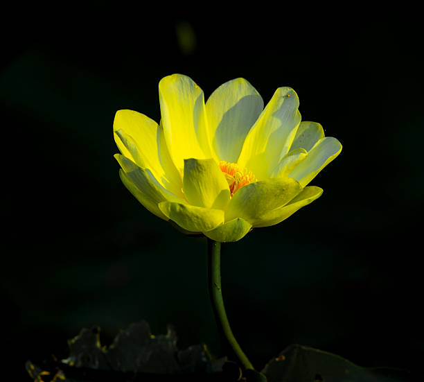 Yellow waterlily, early in the morning, bright sunshine lighting the flower, nice dark background, good detail and contrast.