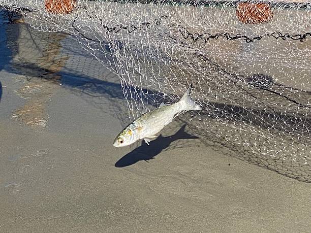 Artisanal fishing with a trawl net, very common on our coast. Every late fall and early winter, mullet fishing is done, with the appearance of large numbers of this fish. Photos taken on the beach of Balneário Camboriú in Santa Catarina, Brazil.
