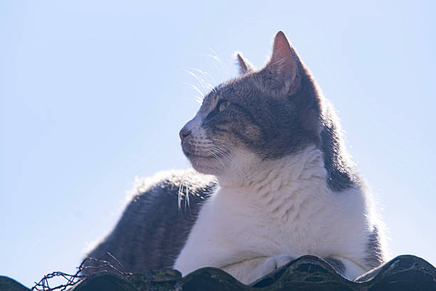 Cat on the corrugated roof