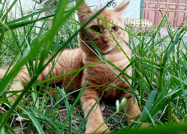an orange cat hiding among the grass in a cute pose