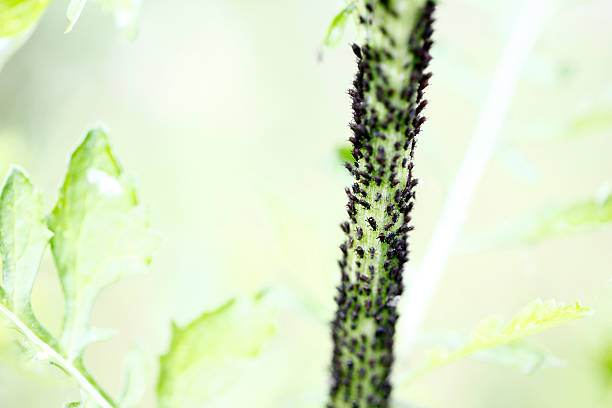 macro shot captures a dense colony of bright yellow Oleander Aphids (Aphis nerii) clustered tightly on a plant's stem. The small, pear-shaped insects, also known as milkweed aphids.
