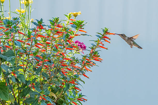 Ruby throated hummingbird with vermillionaire plant in flower pot