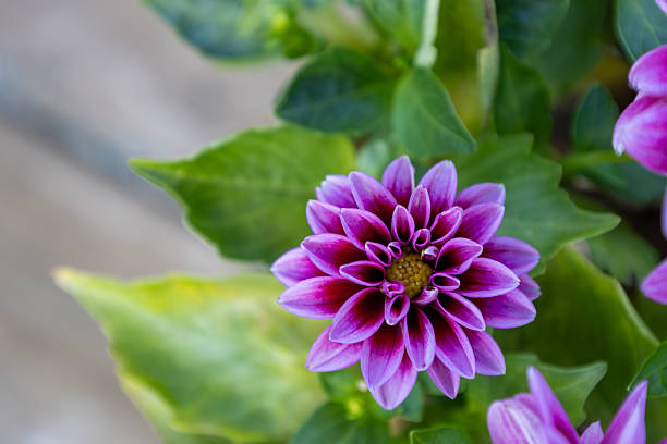 This image shows a macro abstract texture background of blooming purple and red dahlia flowers and buds.