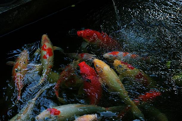 istock Vivid Koi Fish Under Water with Light Reflections 2222673013