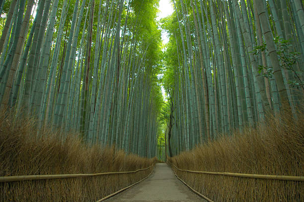 istock The bamboo forest path of Arashiyama 2222675163