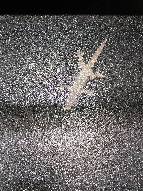 istock Common house gecko on wall. House lizard 2222675715