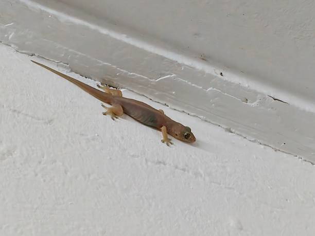 istock Common house gecko on wall. House lizard 2222675834
